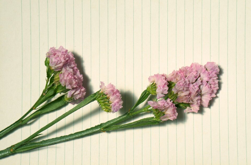 Hoa sa lem pale pink fashion paper