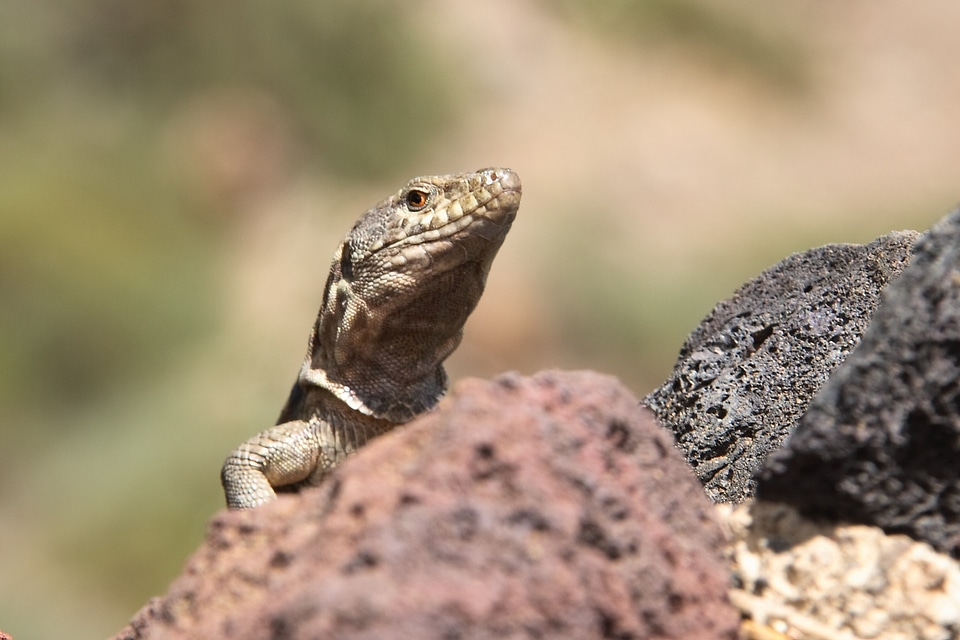 Scaly animal volcano
