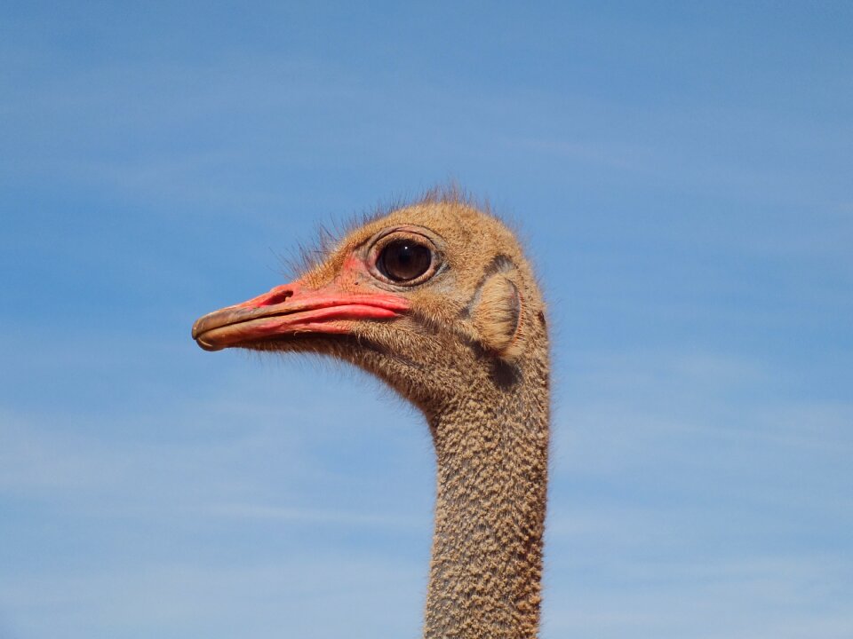 Nature animal strauss