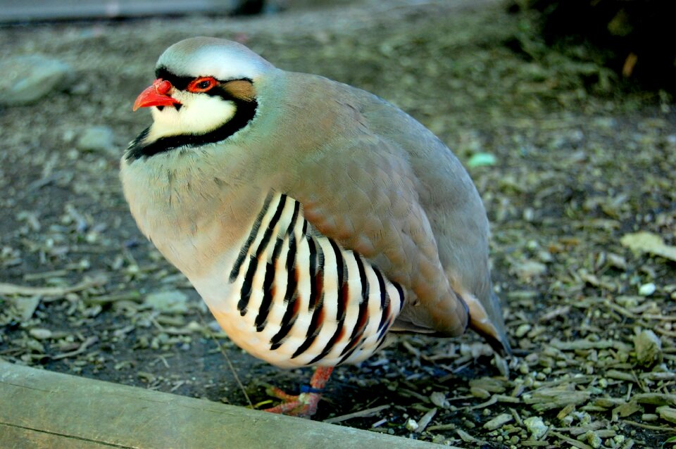 Feathers round fluffy