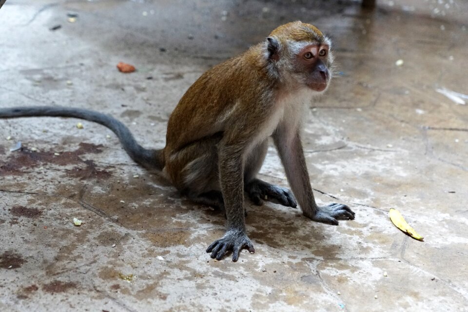 Animal mammal primate