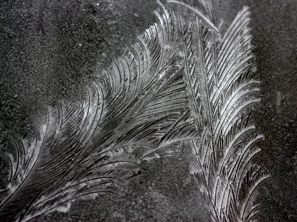 Flowers of ice window frozen