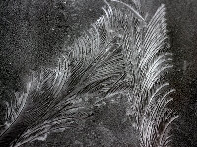 Flowers of ice window frozen