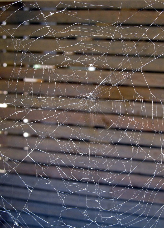 Web thread arachnid
