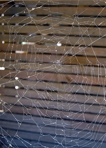 Web thread arachnid photo