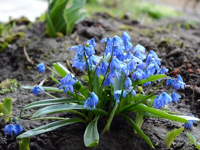 Plant flower spring photo