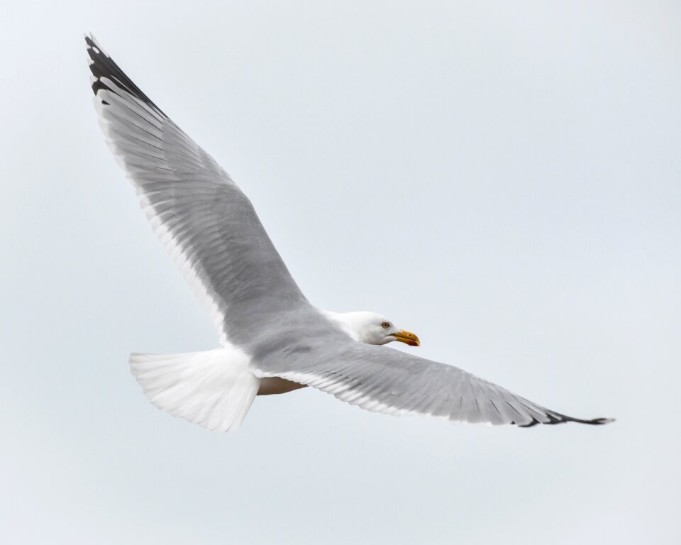 Flight animal herring gull