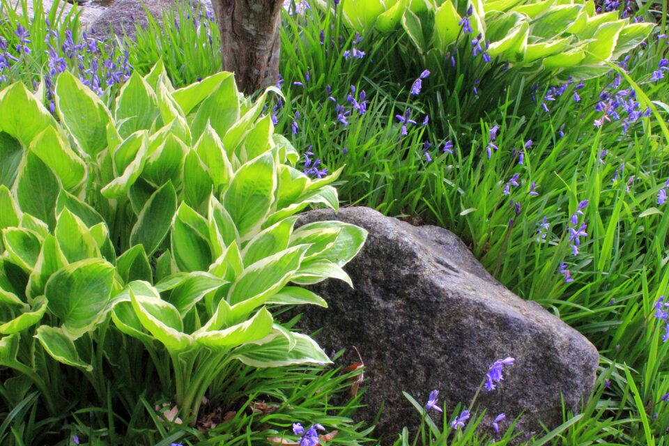 Flower grass hosta