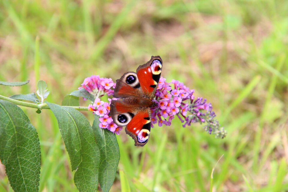 Insect summer outdoor