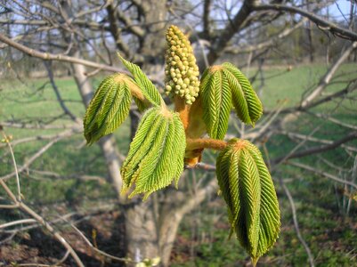 Nature plant sheet