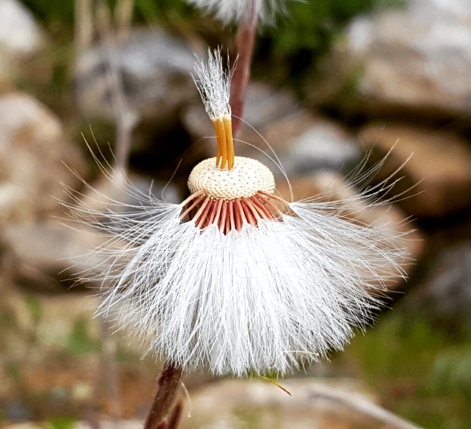 Dandelion wild white
