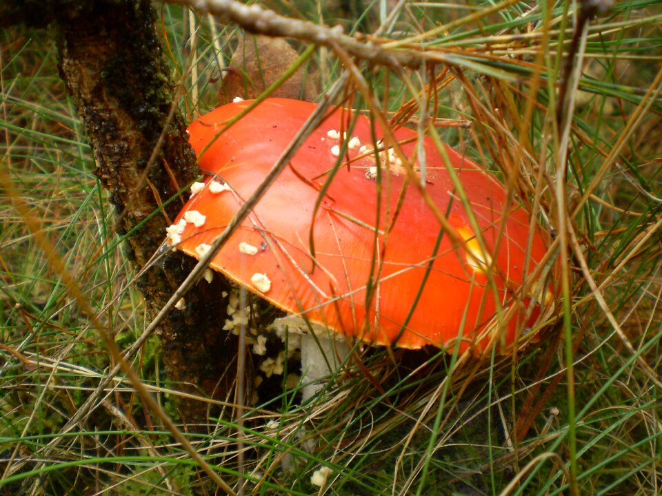 Outdoor food autumn