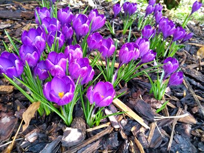 Garden season crocus photo