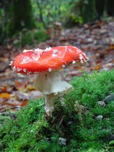 Mushroom nature toadstool