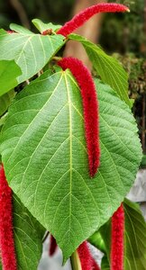 Red tree plant