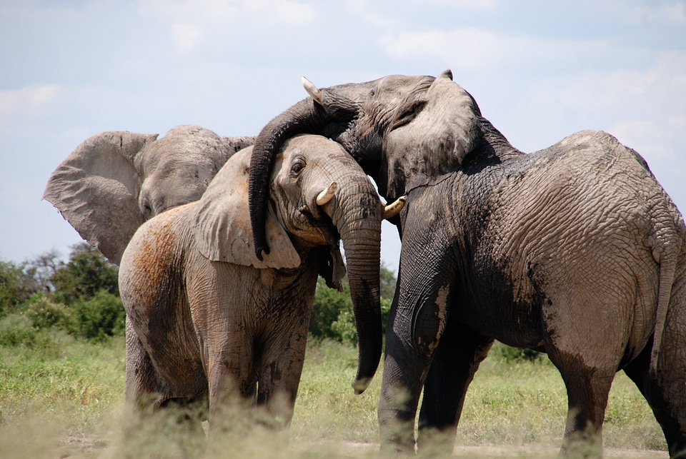 Words animal savanna