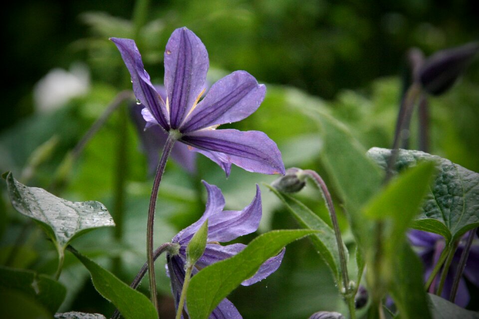 Leaf garden clematis