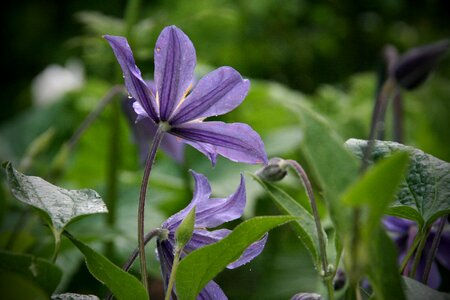 Leaf garden clematis