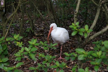 Animal wild stork