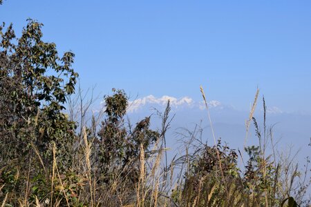 Flora landscape outdoors