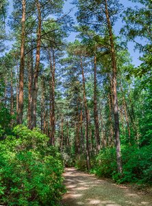 Plant park outdoors photo