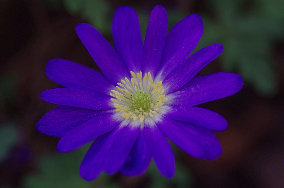 Flower blue spring photo