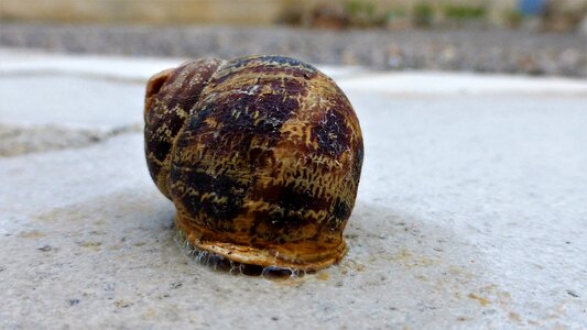 Snail shell drool