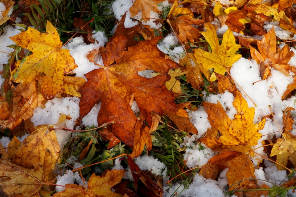 Season nature outdoors