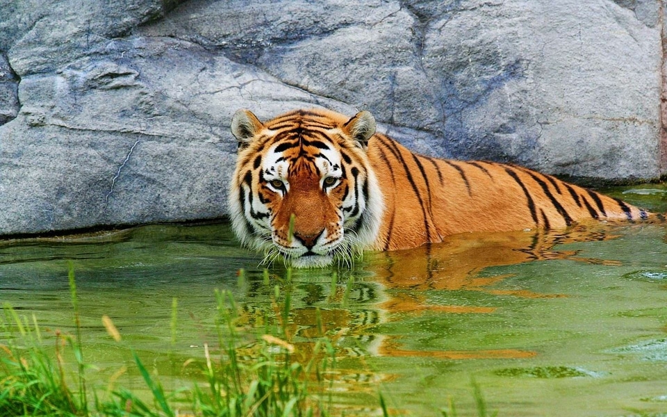 Tiger animals wildcat