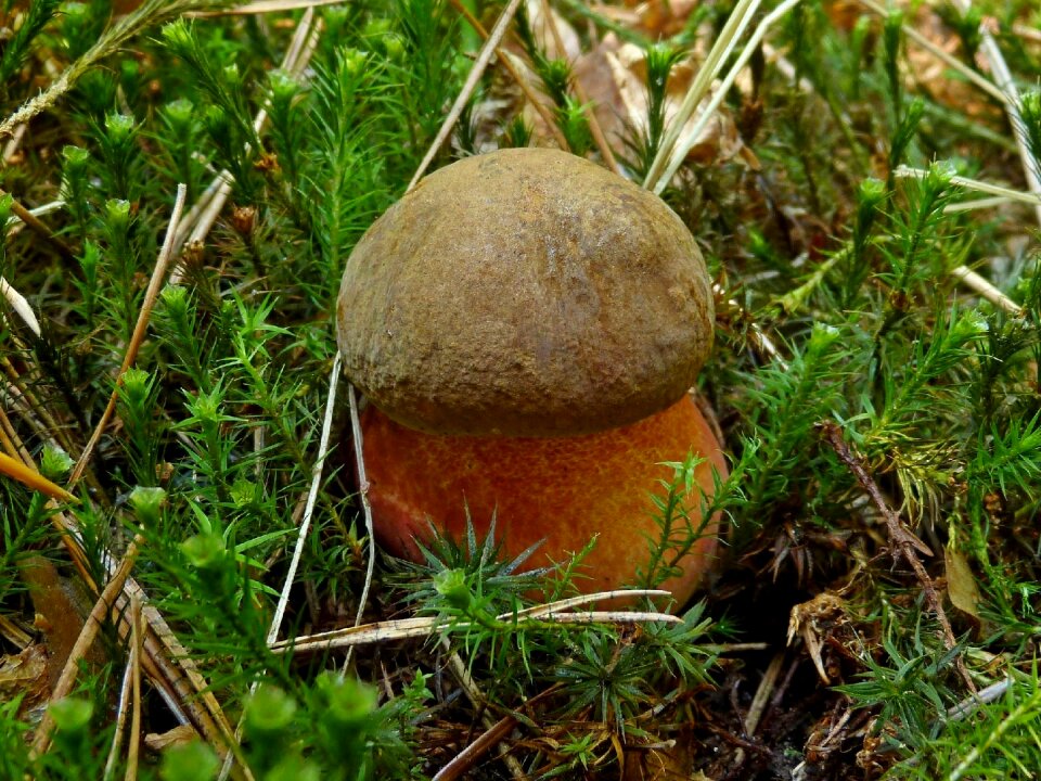 Eating plant boletus