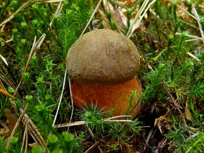 Eating plant boletus