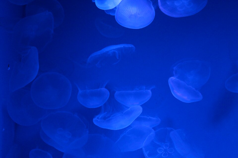 Water tropical ocean