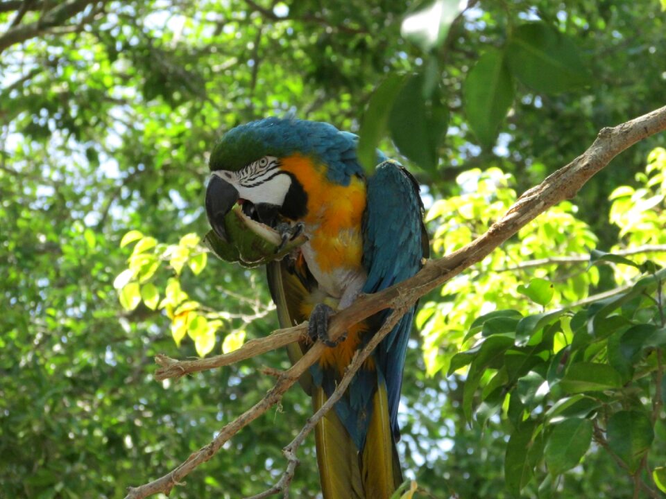 Wood wildlife birds
