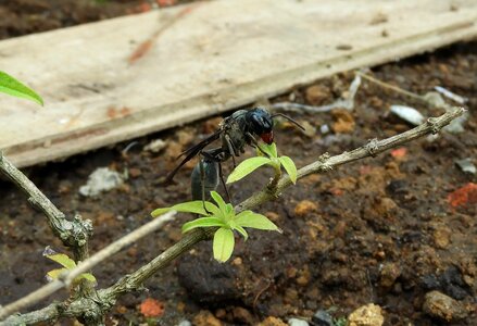 Insect soil small