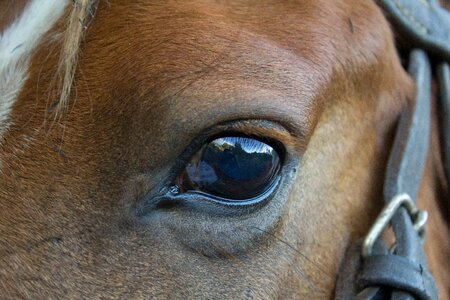 Mammalia head face photo