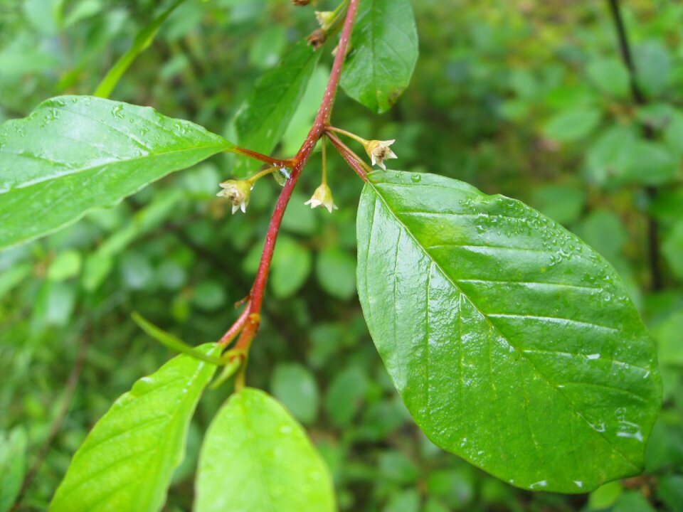 Tree rhamnus frangula blossom