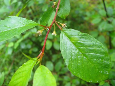 Tree rhamnus frangula blossom