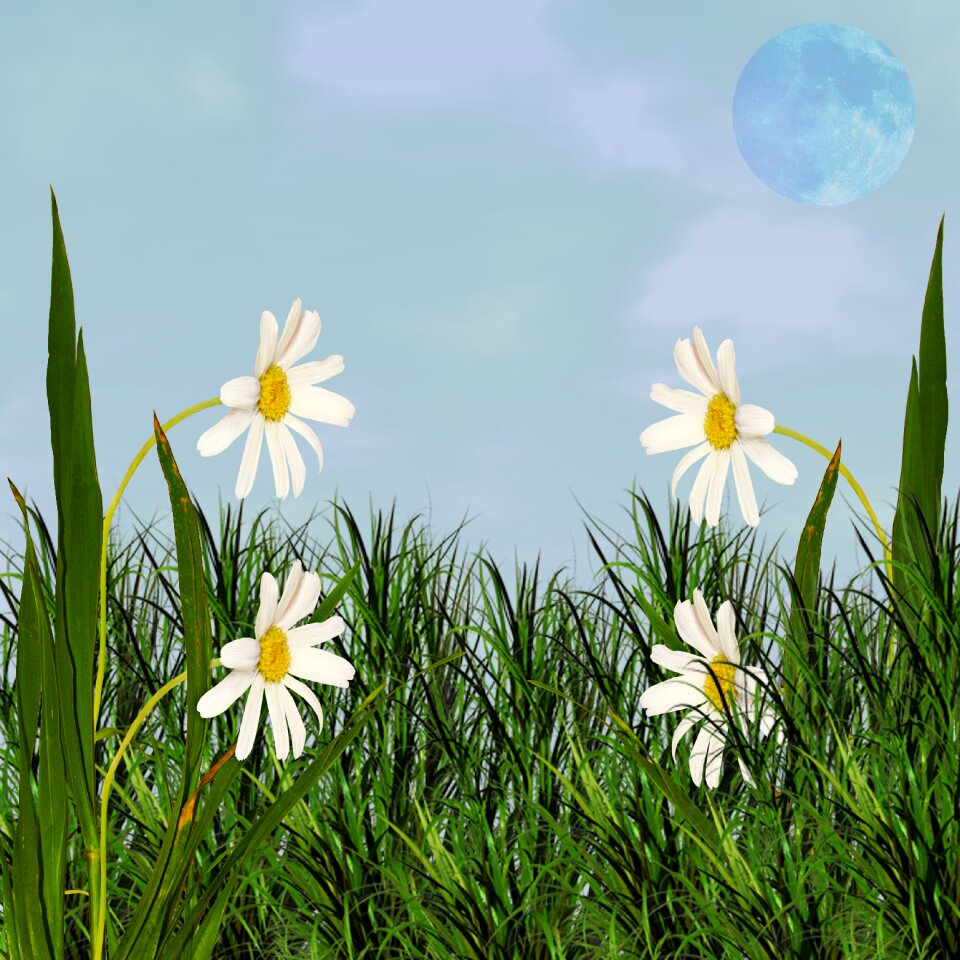 Lawn sky flowers