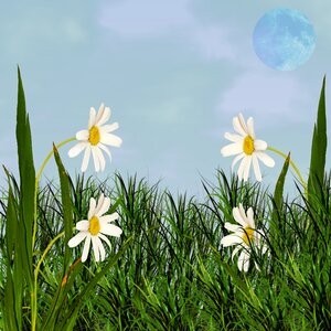 Lawn sky flowers