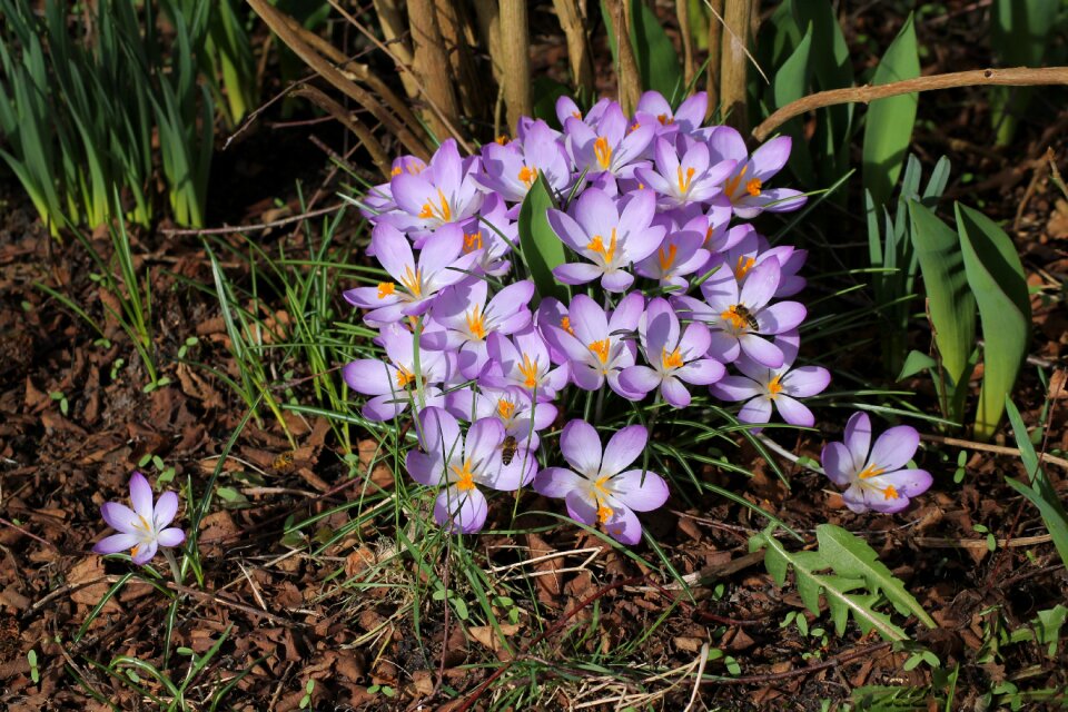 Nature plant flowers