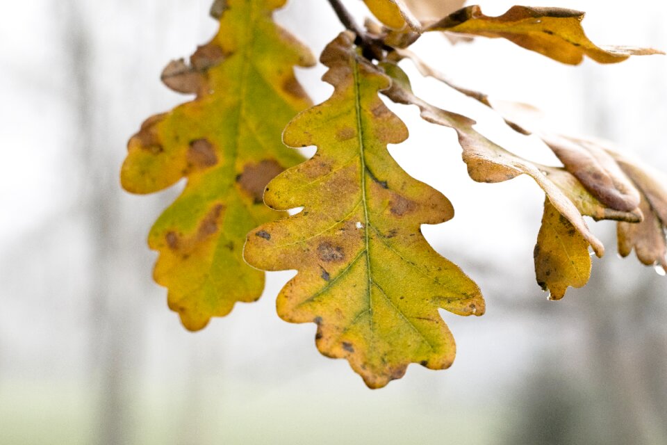 Natural plant autumn