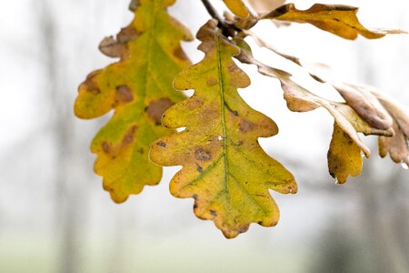 Natural plant autumn