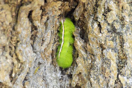 Wood approach caterpillar