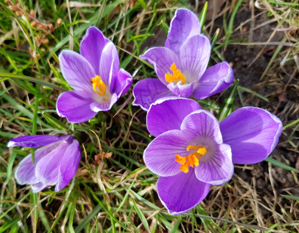 Flower nature plant