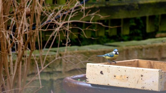 Blue tit attention hungry