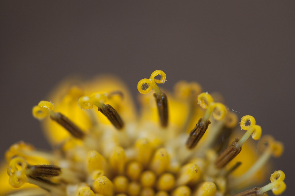 Close up plant natural