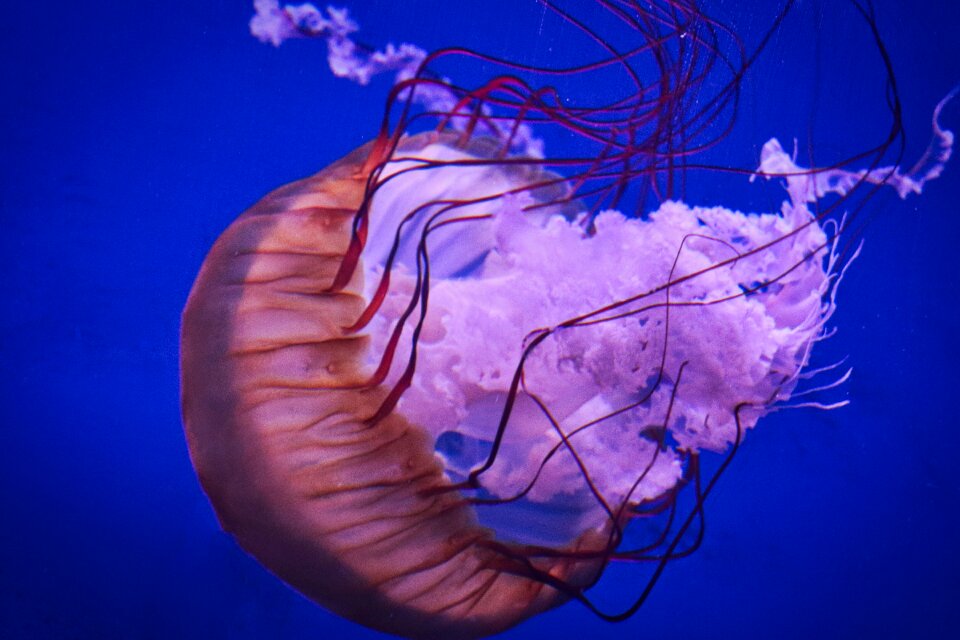 Jellyfish waters ocean