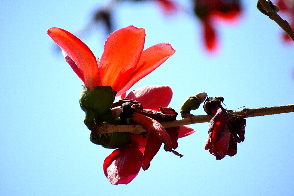 Petal beautiful blooming