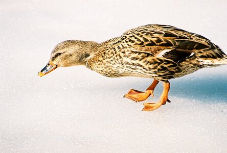 Animal duck feather