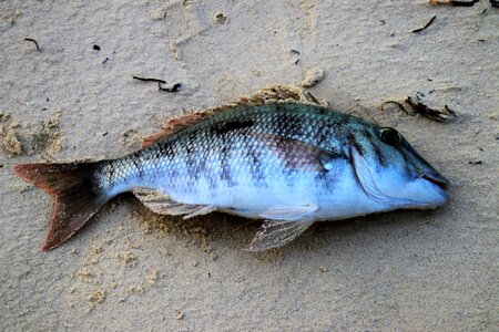 Seafood closeup catch